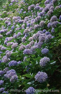 Hydrangea flowers, Sao Miguel Island