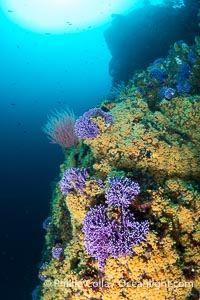 The rare yellow zoanthid anemone Epizoanthus giveni, in large aggregations on the Yellow Wall at Farnsworth Banks, Catalina Island