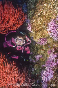 Hydrocoral and gorgonian, Allopora californica, Stylaster californicus, Leptogorgia chilensis, Lophogorgia chilensis, San Clemente Island