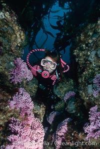 Hydrocoral, Allopora californica, Stylaster californicus, San Clemente Island