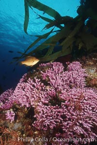 Hydrocoral,  San Benito Islands, Allopora californica, Stylaster californicus, San Benito Islands (Islas San Benito)