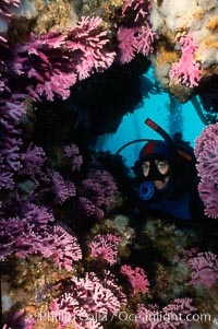 Diver and hydrocroal, Allopora californica, San Clemente Island