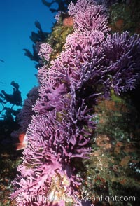 Hydrocoral, Farnsworth Bank, Allopora californica, Stylaster californicus, Catalina Island