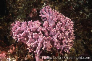 Hydrocoral, Allopora californica, Stylaster californicus, Santa Barbara Island