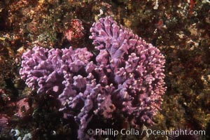 A floret of colonial purple hydrocoral, Allopora californica, Stylaster californicus, Allopora californica, Stylaster californicus, Santa Barbara Island