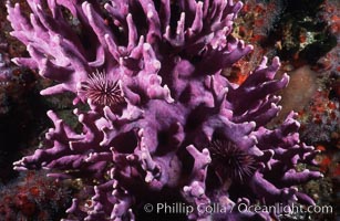 Hydrocoral detail, Allopora californica, Stylaster californicus, San Clemente Island