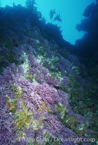 Hydrocoral, Farnsworth Banks, Allopora californica, Stylaster californicus, Catalina Island