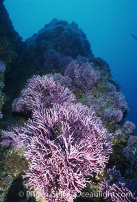 Hydrocoral, Farnsworth Banks, Allopora californica, Stylaster californicus, Catalina Island