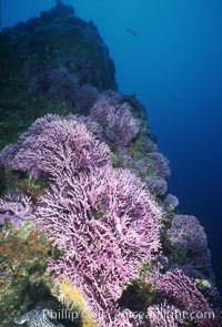 Hydrocoral, Farnsworth Banks, Allopora californica, Stylaster californicus, Catalina Island