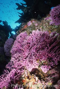 Pacific torpedo ray, Farnsworth Banks, Catalina, Torpedo californica, Allopora californica, Catalina Island