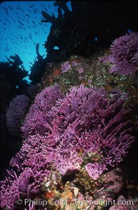 purple hydrocoral (Stylaster californicus, Allopora californica), Farnsworth Banks, Catalina, Torpedo californica, Allopora californica, Allopora californica, Stylaster californicus, Catalina Island