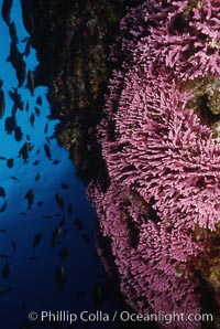 Hydrocoral on rocky reef, Allopora californica, Stylaster californicus, San Clemente Island