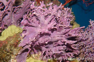 Hydrocoral, Allopora californica, Stylaster californicus