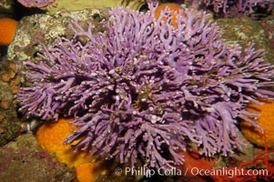 Hydrocoral, Allopora californica, Stylaster californicus