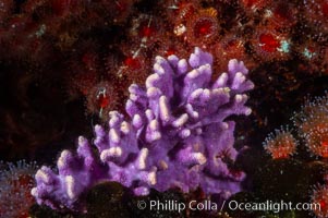 Purple hydrocoral, a small (6 inch) cluster, grows on a rocky reef in deep cold water, Allopora californica, Stylaster californicus, Santa Barbara Island