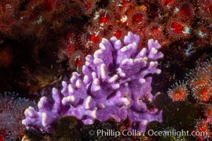 Purple hydrocoral, a small (6 inch) cluster, grows on a rocky reef in deep cold water, Allopora californica, Stylaster californicus, Santa Barbara Island