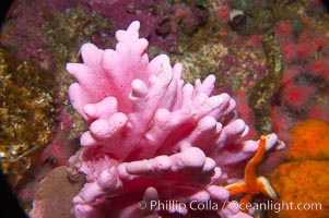 Hydrocoral, Allopora californica, Stylaster californicus