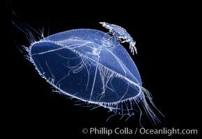 Hydromedusa with amphipod, open ocean. San Diego, California, USA, Mitrocoma cellularia, natural history stock photograph, photo id 02491