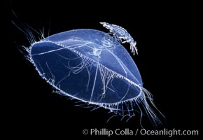 Hydromedusa with amphipod, open ocean, Mitrocoma cellularia, San Diego, California