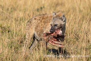 Hyena carrying a jawbone, Mara Triangle, Kenya, Crocuta crocuta, Mara North Conservancy