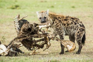 Hyena consuming wildebeest carcass, Kenya, They hyena has strong jaws that allow it to break carcass bones and eat the marrow within, Crocuta crocuta, Olare Orok Conservancy