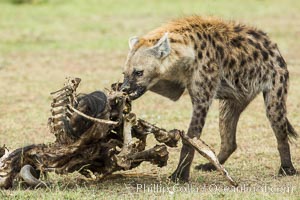 Hyena consuming wildebeest carcass, Kenya, They hyena has strong jaws that allow it to break carcass bones and eat the marrow within.