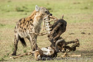 Hyena consuming wildebeest carcass, Kenya, They hyena has strong jaws that allow it to break carcass bones and eat the marrow within, Crocuta crocuta, Olare Orok Conservancy