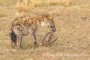 Hyena with Pieces of a Lion Kill, Greater Masai Mara, Kenya, Crocuta crocuta, Mara North Conservancy