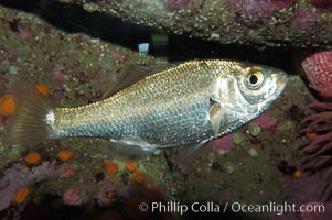 Spotfin surfperch, Hyperprosopon anale