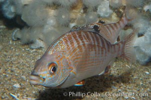 Rainbow surfperch, Hypsurus caryi