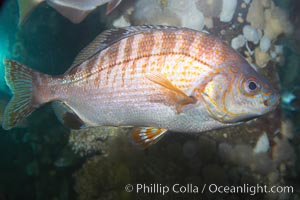 Rainbow seaperch, Hypsurus caryi