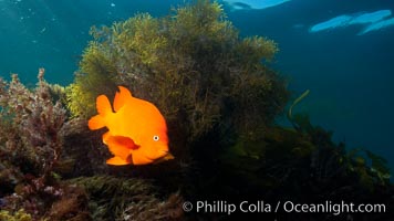Garibaldi underwater, Hypsypops rubicundus, San Clemente Island