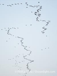 Ibis Flock in Flight, Amboseli National Park
