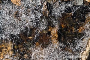Ice in the Kaweah River, Mineral King, Sequoia National Park