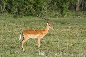Impala, Maasai Mara, Kenya, Aepyceros melampus, Maasai Mara National Reserve
