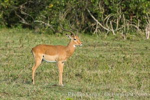 Impala, Maasai Mara, Kenya, Aepyceros melampus, Maasai Mara National Reserve