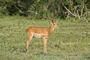 Impala, Maasai Mara, Kenya, Aepyceros melampus, Maasai Mara National Reserve