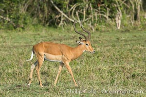 Impala, Maasai Mara, Kenya, Aepyceros melampus, Maasai Mara National Reserve