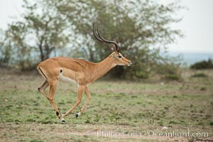 Impala, Maasai Mara, Kenya, Aepyceros melampus, Olare Orok Conservancy