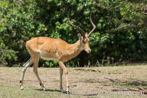 Impala, Maasai Mara, Kenya, Aepyceros melampus, Olare Orok Conservancy