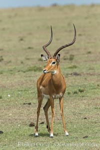 Impala, Maasai Mara, Kenya, Aepyceros melampus, Olare Orok Conservancy