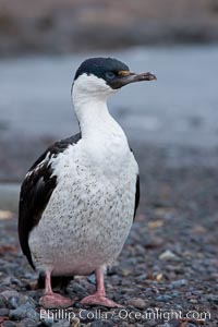 Imperial shag, or blue-eyed shag, Leucocarbo atriceps, Phalacrocorax atriceps, Livingston Island