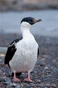 Imperial shag, or blue-eyed shag, Leucocarbo atriceps, Phalacrocorax atriceps, Livingston Island