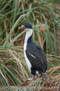 Imperial shag or blue-eyed shag, in tussock grass.  The Imperial Shag is about 30" long and 4-8 lbs, with males averaging larger than females.  It can dive as deep as 80' while foraging for small benthic fish, crustaceans, polychaetes, gastropods and octopuses. New Island, Falkland Islands, United Kingdom, Leucocarbo atriceps, Phalacrocorax atriceps, natural history stock photograph, photo id 23761