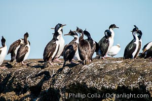 Imperial Shag, Phalacrocorax atriceps or Blue-eyed Cormorant, Puerto Piramides, UNESCO Natural World Heritage Site, Golfo Nuevo