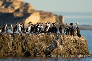 Imperial Shags, Phalacrocorax atriceps or Blue-eyed Cormorant, gather on exposed rocks at Puerto Piramides, UNESCO Natural World Heritage Site, Golfo Nuevo. By permission of the Government of Argentina, Chubut, permit # 51 / 2025-SsCyA