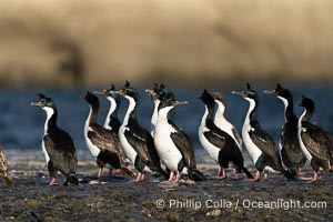 Imperial Shags, Phalacrocorax atriceps or Blue-eyed Cormorant, gather on exposed rocks at Puerto Piramides, UNESCO Natural World Heritage Site, Golfo Nuevo. By permission of the Government of Argentina, Chubut, permit # 51 / 2025-SsCyA