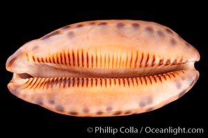 Retifera form of Indian Jester Cowrie, Cypraea scurra indica retifera