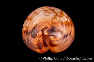 Retifera form of Indian Jester Cowrie, Cypraea scurra indica retifera