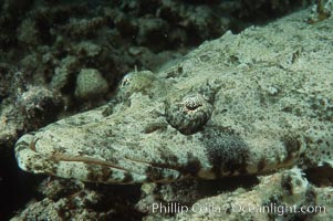 Crocodile fish. Egyptian Red Sea, Papilloculiceps longiceps, natural history stock photograph, photo id 05241